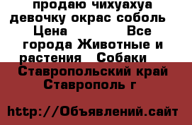 продаю чихуахуа девочку,окрас соболь › Цена ­ 25 000 - Все города Животные и растения » Собаки   . Ставропольский край,Ставрополь г.